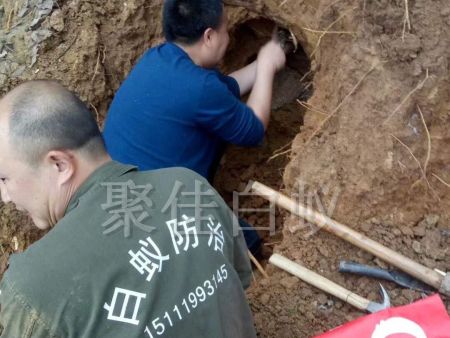 白蚁挖巢治理 (23)