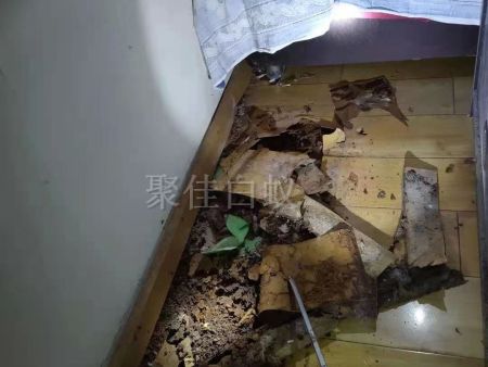重庆家居灭白蚁 (17) 重庆家居灭白蚁 (17)
