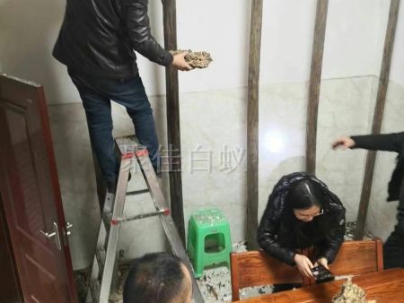 重庆家居灭白蚁 (7) 重庆家居灭白蚁 (7)