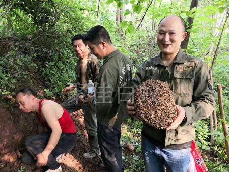 白蚁挖巢治理 (17)