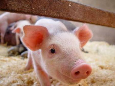 您知道如何合理的给猪饲料进行比例搭配吗？