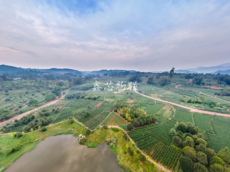 邛崍夾關茶園物聯(lián)網(wǎng)建設項目