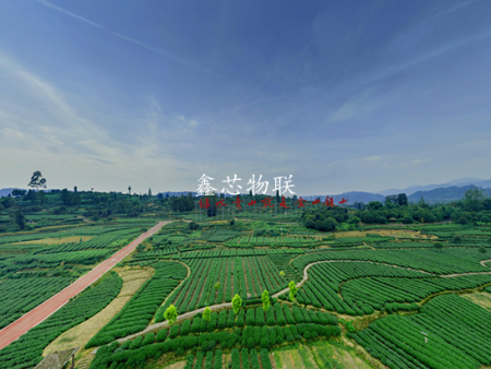 邛崍夾關茶園物聯(lián)網(wǎng)建設項目