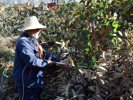 米易現代農業示范園枇杷種植基地物聯網項目