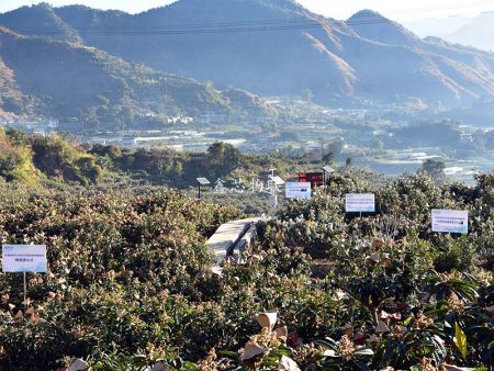 米易現代農業示范園枇杷種植基地物聯網項目