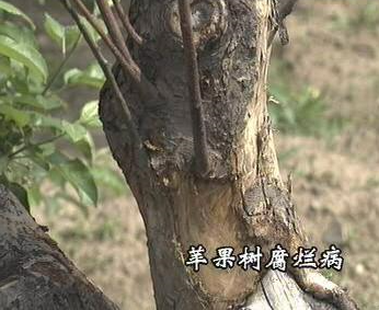 關(guān)于蘋果樹腐爛病的原因分析