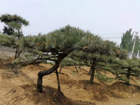 造型油松树的松果该如何进行保存？批发基地为您介绍
