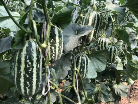 甜瓜