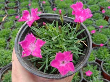 春季花卉栽培和换盆注意事项