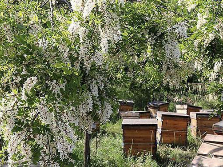 槐花蜜怎么分辨真假？如何辨别真假蜂蜜技巧