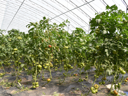 农场西红柿