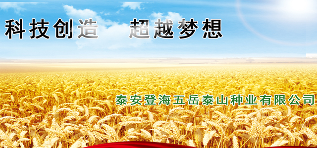 小麦种子价格