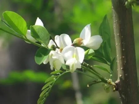 【美文】又到槐花飘香时