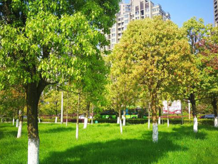 南方城市常用的那些园林绿化景观树