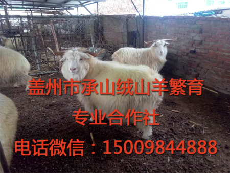 盖州绒山羊