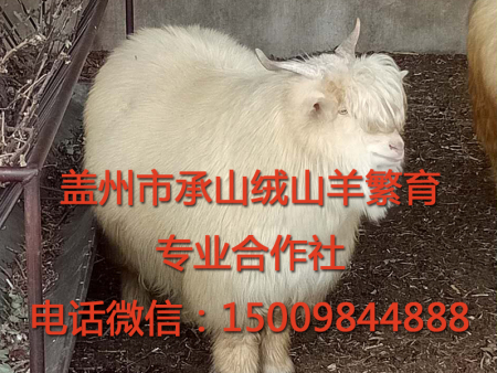 盖州绒山羊