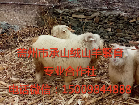 盖州绒山羊