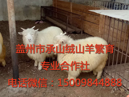 盖州绒山羊