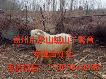 盖州绒山羊