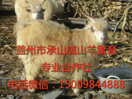 盖州绒山羊