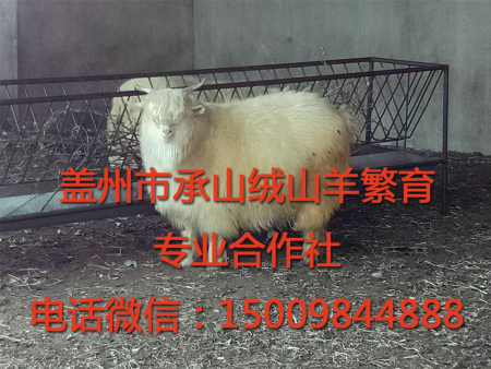 盖州绒山羊