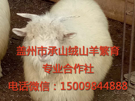 盖州绒山羊