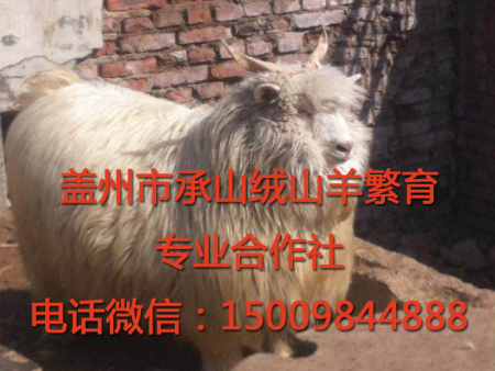 盖州绒山羊