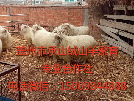 盖州绒山羊