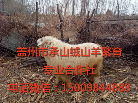 盖州绒山羊