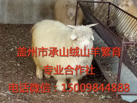 盖州绒山羊