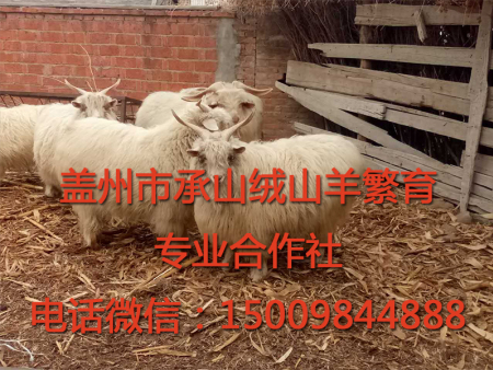 盖州绒山羊