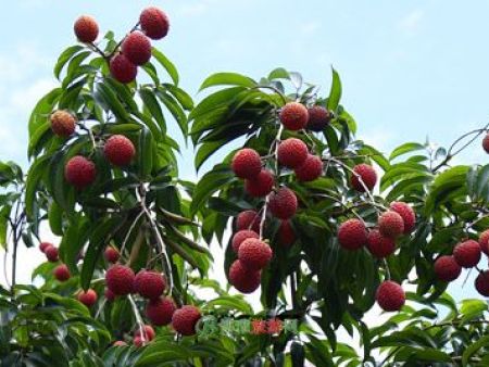 莆田特产及地理标识产品介绍