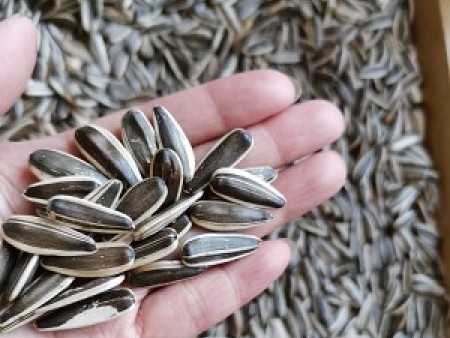 关于瓜子你不知道的那些习俗