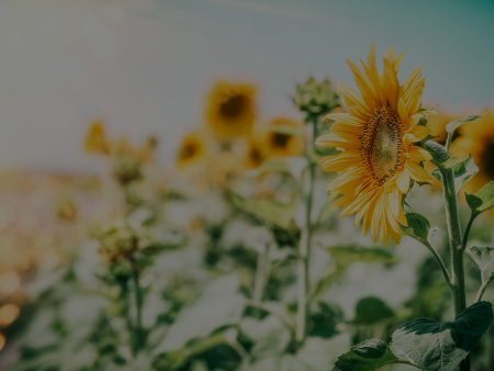 关于葵花籽仁的进口，我们应该注意哪些方面呢？