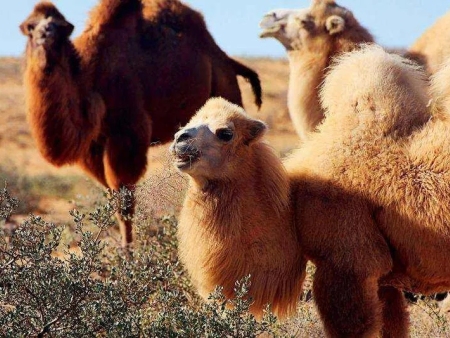 骆驼奶为什么会比较珍贵？