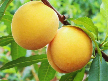 黄桃5种特色吃法，简单美味又馋人，看看你喜欢吃哪种？