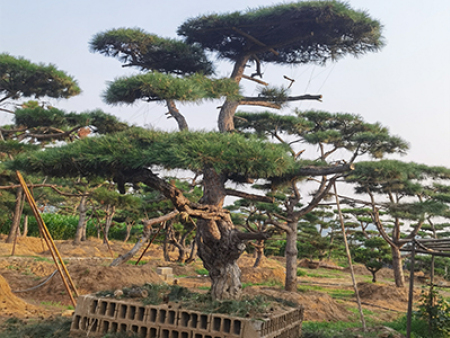 造型油松樹
