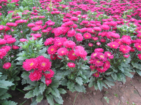 营养钵栽植翠菊