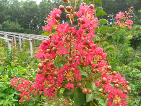 百日红（紫薇）