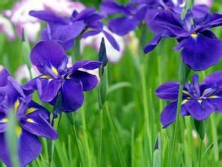 菖蒲