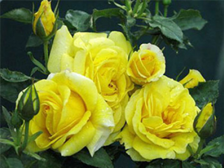 月季花