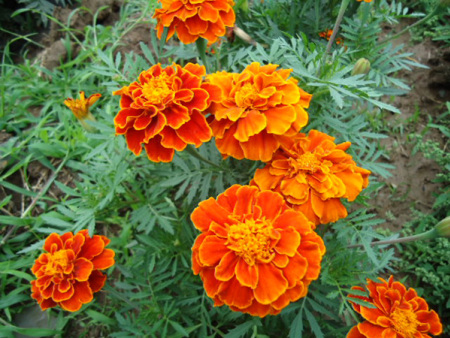 孔雀草（桔红色）