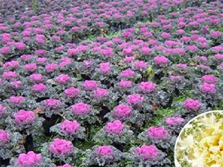 羽衣甘蓝（红）