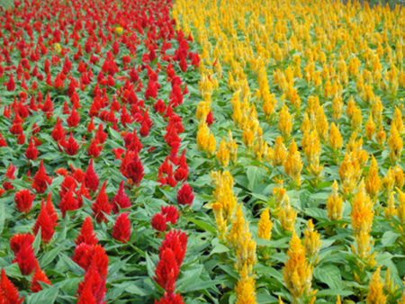 鸡冠花（一支笔）
