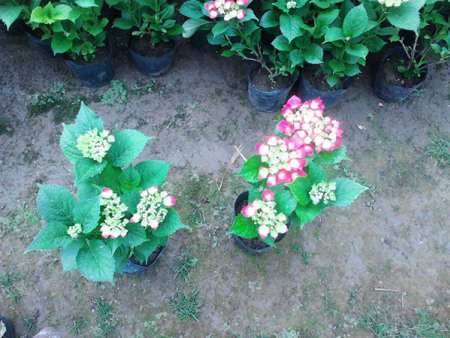 八仙花（绣球）