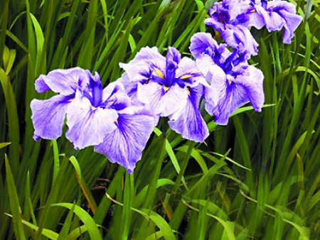 菖蒲
