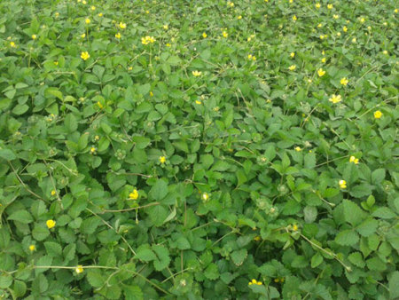 營養缽栽植蛇莓