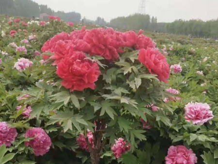 牡丹