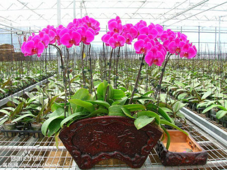 蝴蝶兰