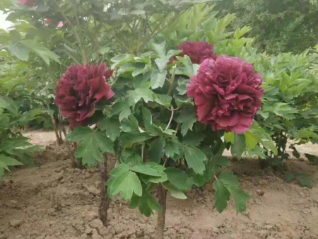牡丹
